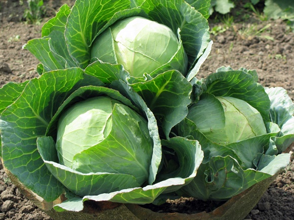 Kohlangreifer im Garten