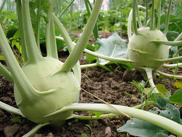 Kohlrabikohl im Garten