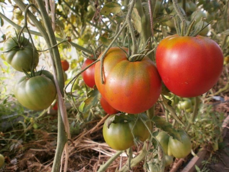 שיחי עגבניות קוסמונאוט וולקוב
