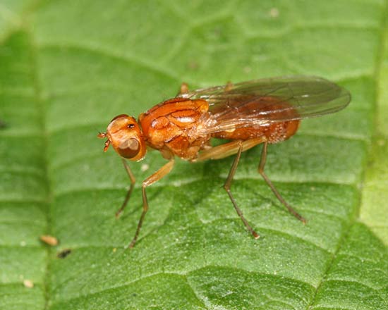 morotfluga