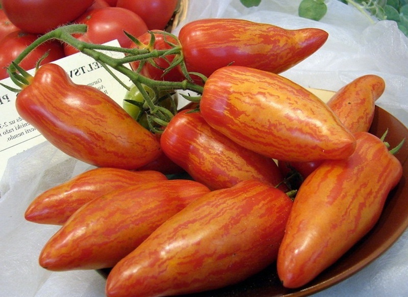 Moskauer Delikatesse der roten Tomate