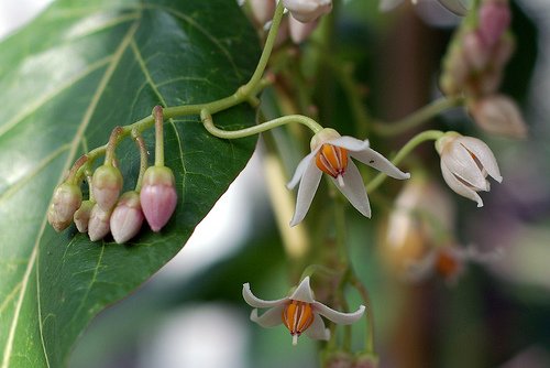 blommor av tsifomandra trädet