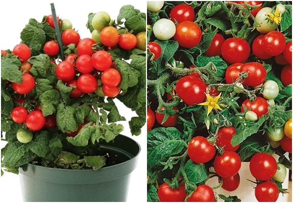 eingetopfte Pinocchio-Tomate