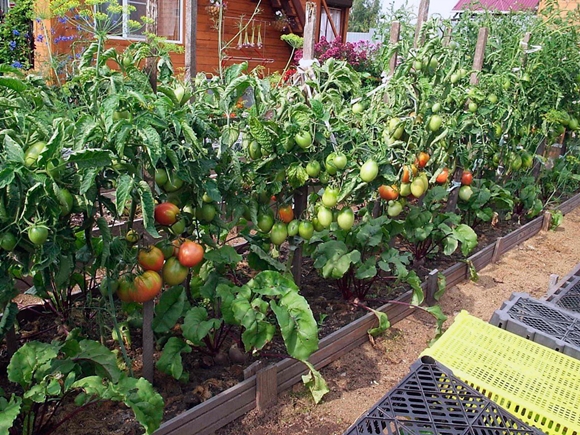 tomato bushes in the open field