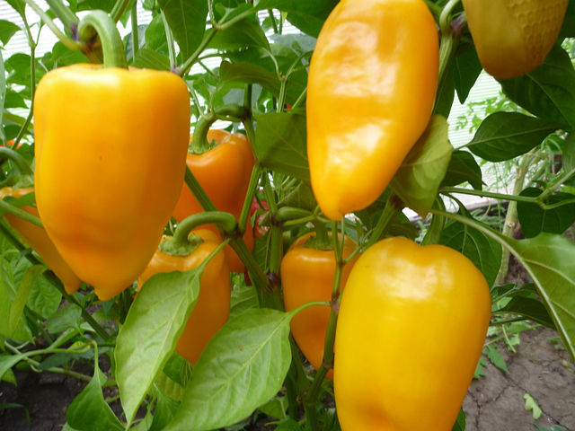 pimenta amarela na estufa
