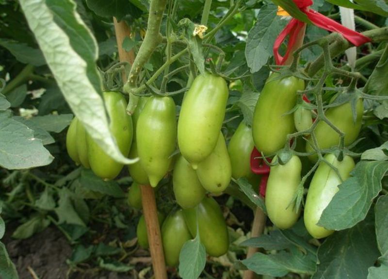 grüner Tomaten-Caspar