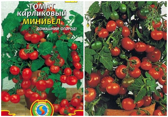 minibel de sementes de tomate