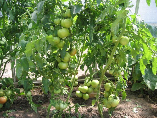 bụi cây cà chua Polbig F1