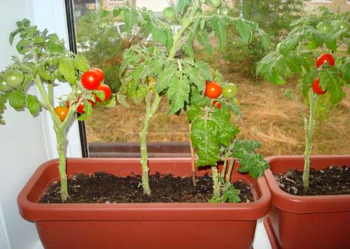 lighting for tomatoes