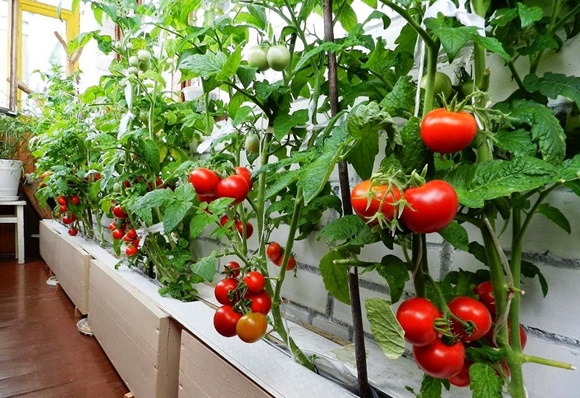 tomates grandes na varanda