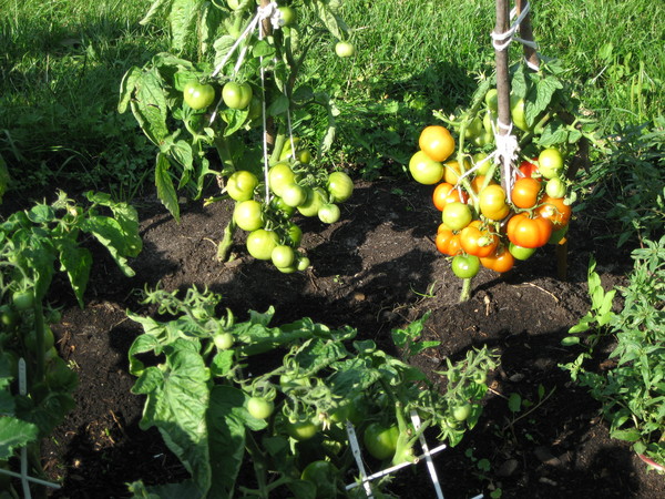 Tomatenbüsche boni mm