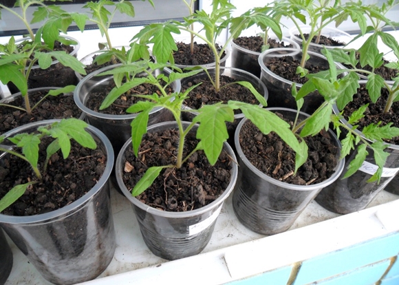 plántulas de tomate en vasos