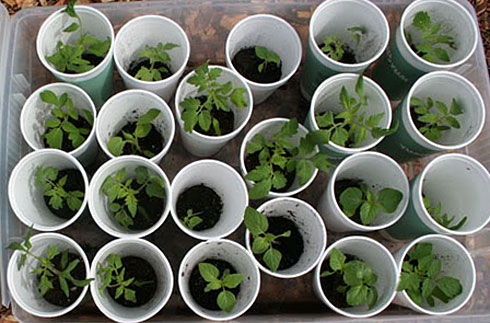 plants de tomates