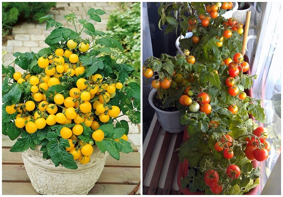 tomate varanda duo