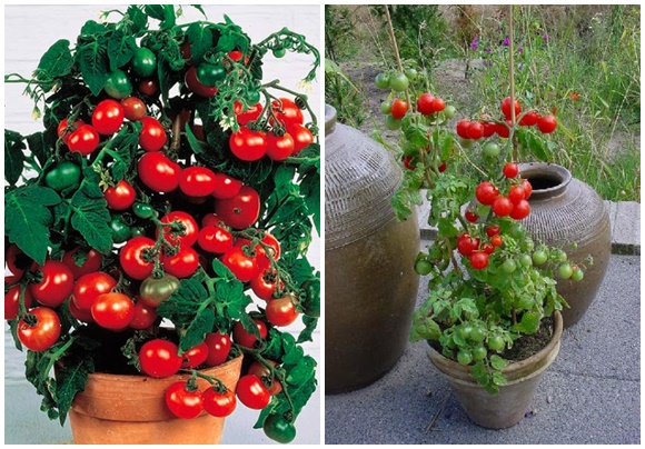 tomate pequenininho