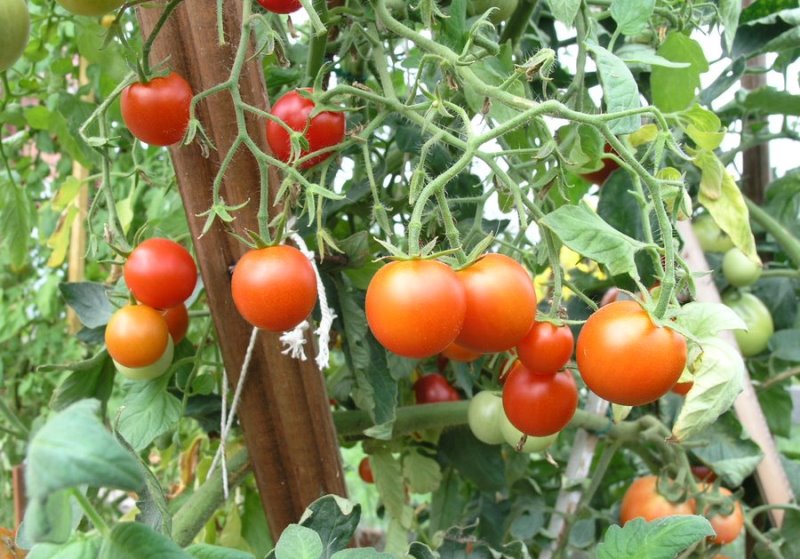 Cespugli di pomodoro siberiano a maturazione precoce
