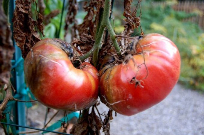 sen blight på tomater i det åpne feltet