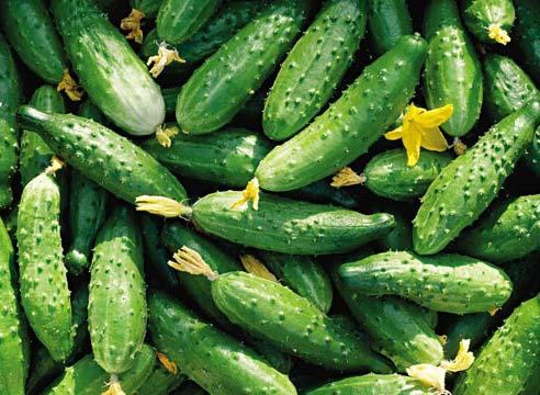 rất nhiều dưa chuột