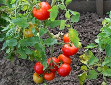 sommerliche Sorte