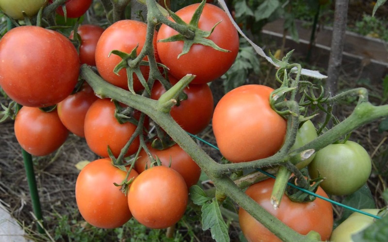 tomatoes on a branch