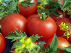 Χαρακτηριστικά και περιγραφή της ποικιλίας ντομάτας Gina, της απόδοσής της
