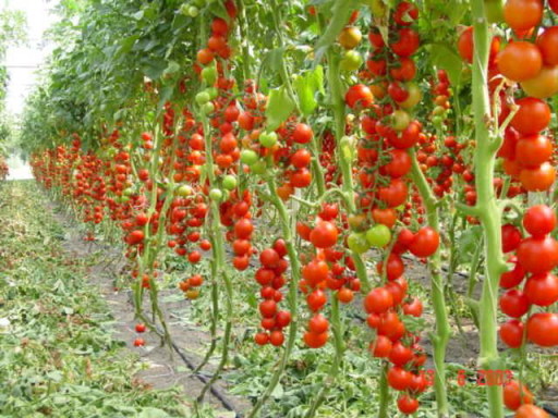 pomidorų piniginė