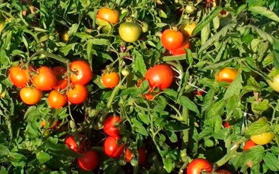 colheita de tomate