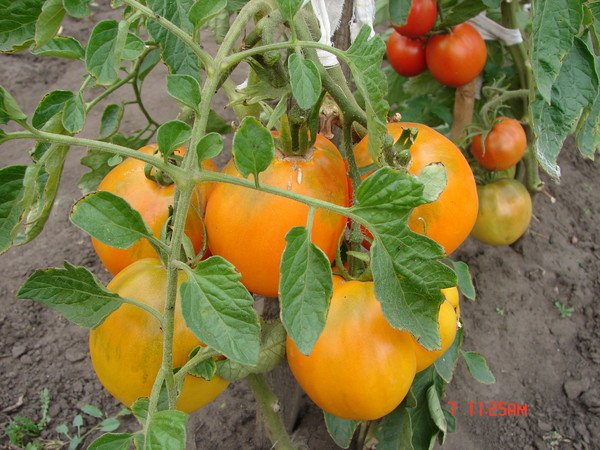 Tomatenbüsche Honigbäder
