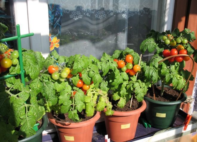 tomate pinóquio na varanda