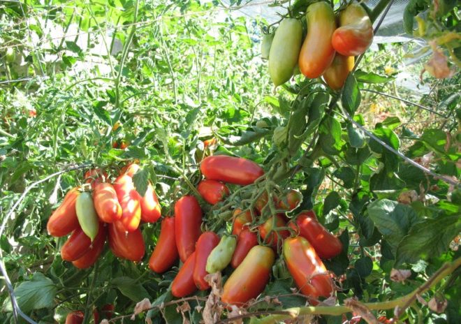 tomato rocket in the garden
