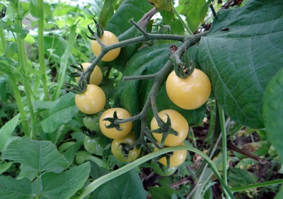 tomate cereja verde doce