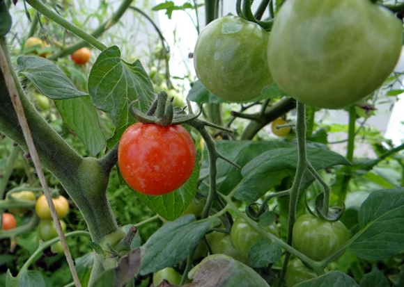 variedade de tomate cereja doce