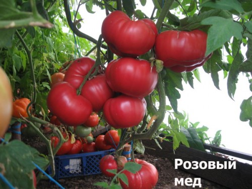 krzewy pomidorów różowy miód