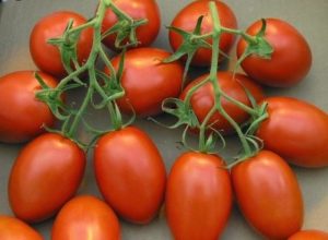 Características e descrição da variedade de tomate Shuttle, seu rendimento