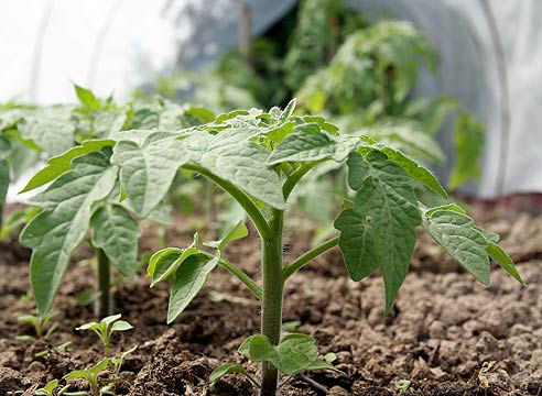 Tomatensämlinge in einem Gewächshaus