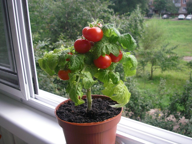 tomate bonsai na varanda