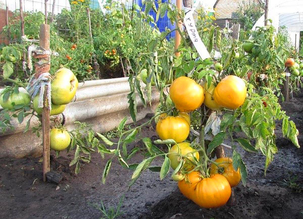 Tomatenernte