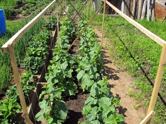 pepino em campo aberto