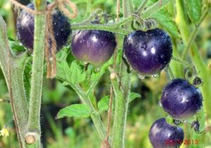 Characteristics and description of the tomato variety Blue bunch, its yield