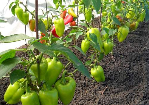 crescendo pimenta