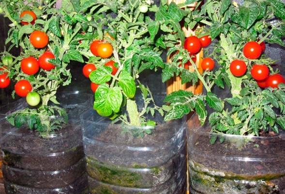 tomates engarrafados na varanda