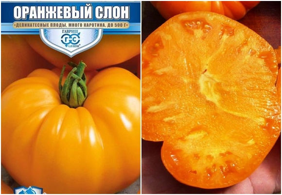 pomidorų veislės oranžinis dramblys