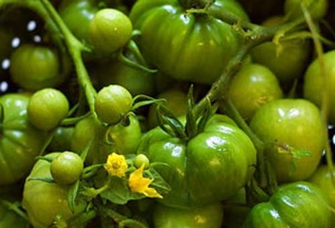bụi cà chua xanh