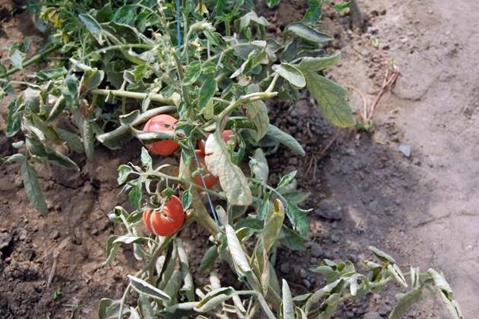 fusarium domates çalıları