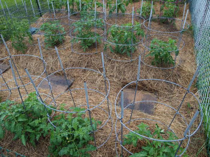 tomatoes in the garden