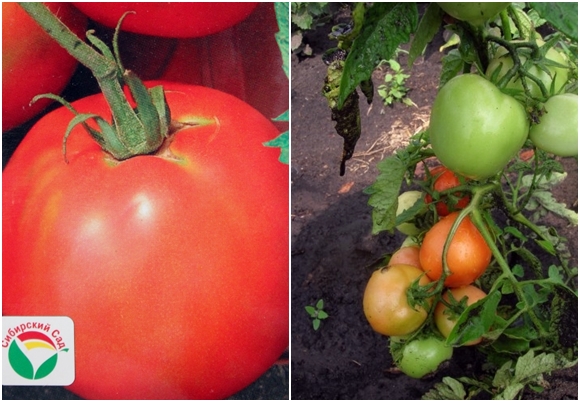Tomatensamen Zenechka
