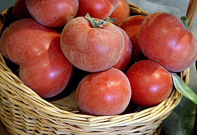 tomate melocotón
