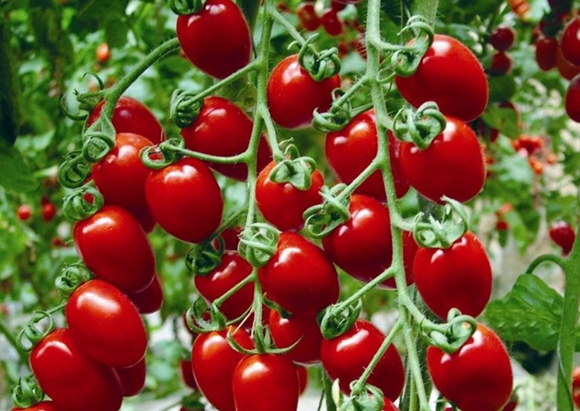 Kirschtomatenbüsche Erdbeere