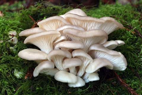 oyster mushrooms