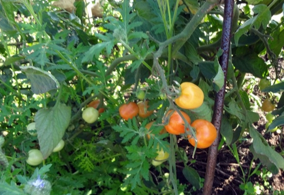 Erdbeerkirschtomate im Garten